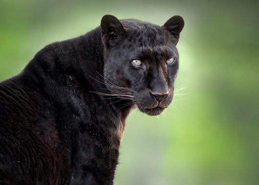 a black leopard at out of africa wildlife park