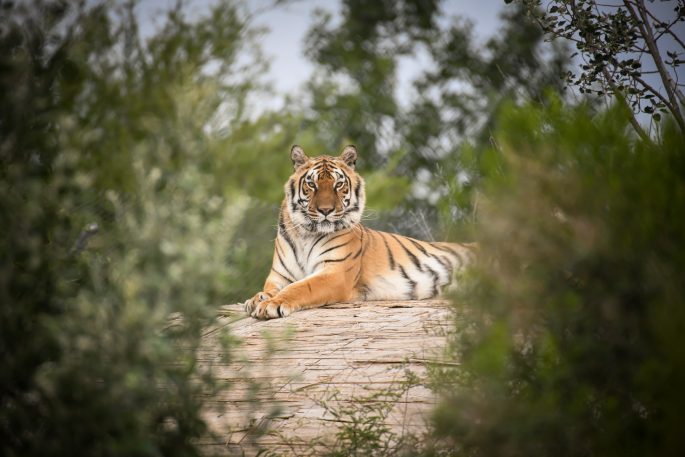 a tiger hangs out on a rock